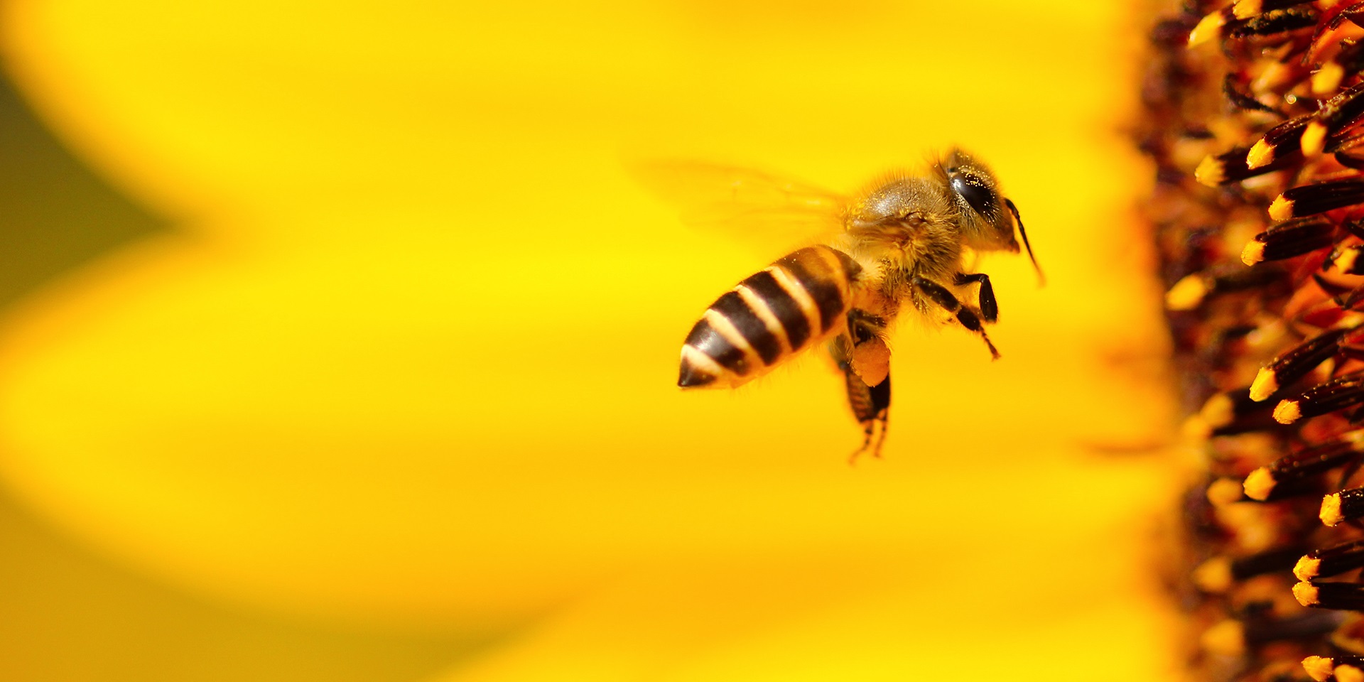 A bee gathering pollen
