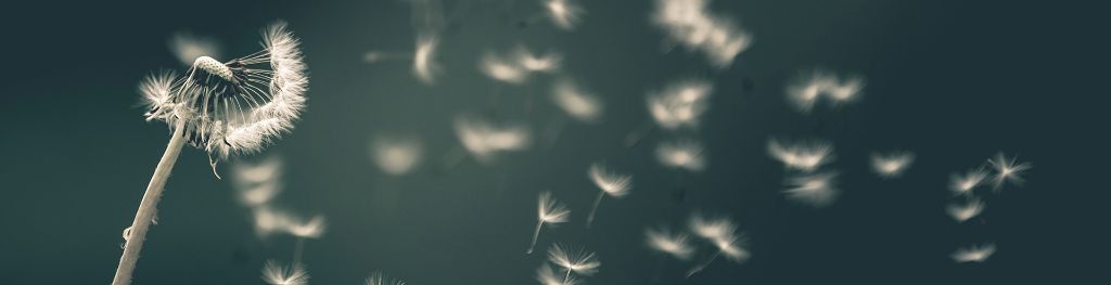 Dandelion seeds dispersing in the wind in front of a dark background