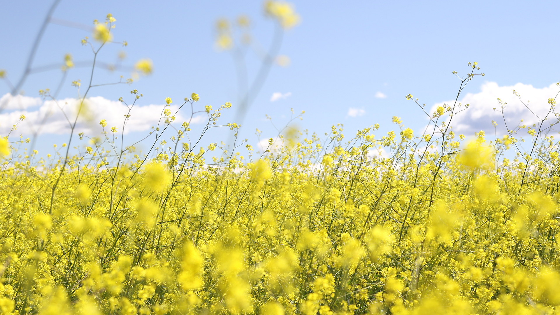 A meadow with flowers and pollen