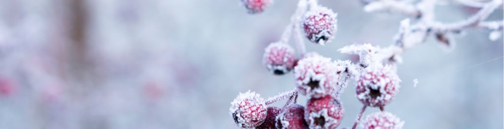 Hawthorn berries on a branch and covered in frost. Photo by Galina N.