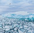 A seabird flies over an expanse of ice bergs and Antarctic sea ice