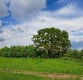 green grass, bushes and a tree in front of slightly cloudy blue sky