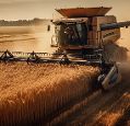 A combine harvester in a field