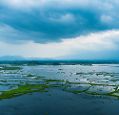 Floating islands of plants in Loktak Lake Manipur India during monsoon season. Image: Shutterstock.