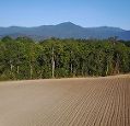 field in front of green woodland in front of mountains, in the background blue sky