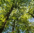 Looking up into a leafy tree canopy