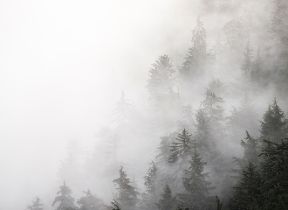 Fog Mist