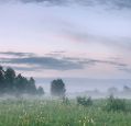 Grey fog appears above a green meadow with trees in the background