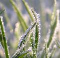 frost on grass