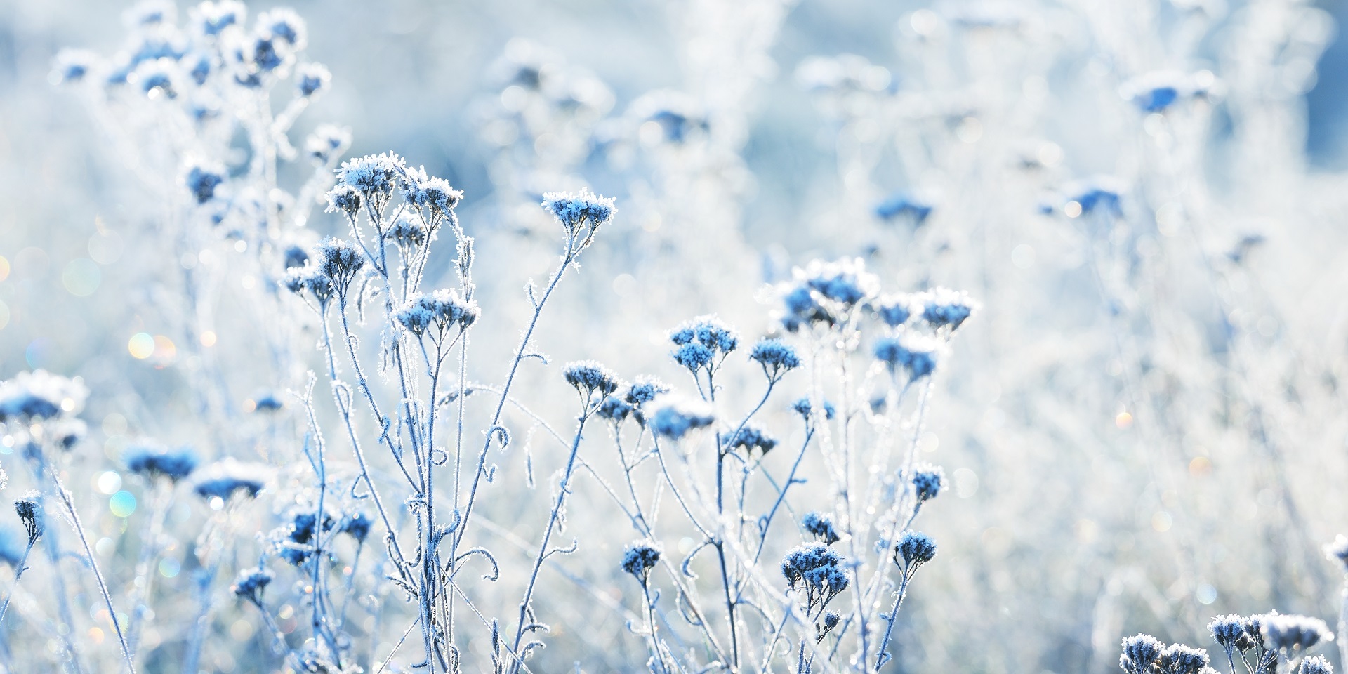What is frost? - Met Office