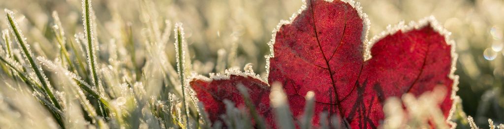 Leaf and grass frozen in the frost