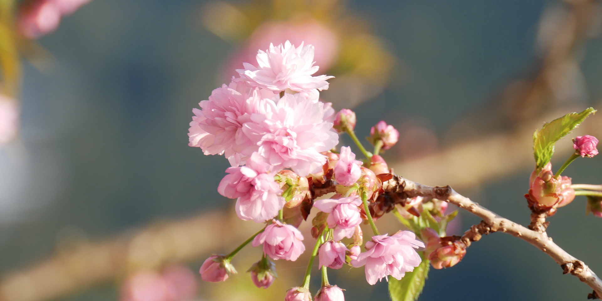 10 facts about spring - Met Office