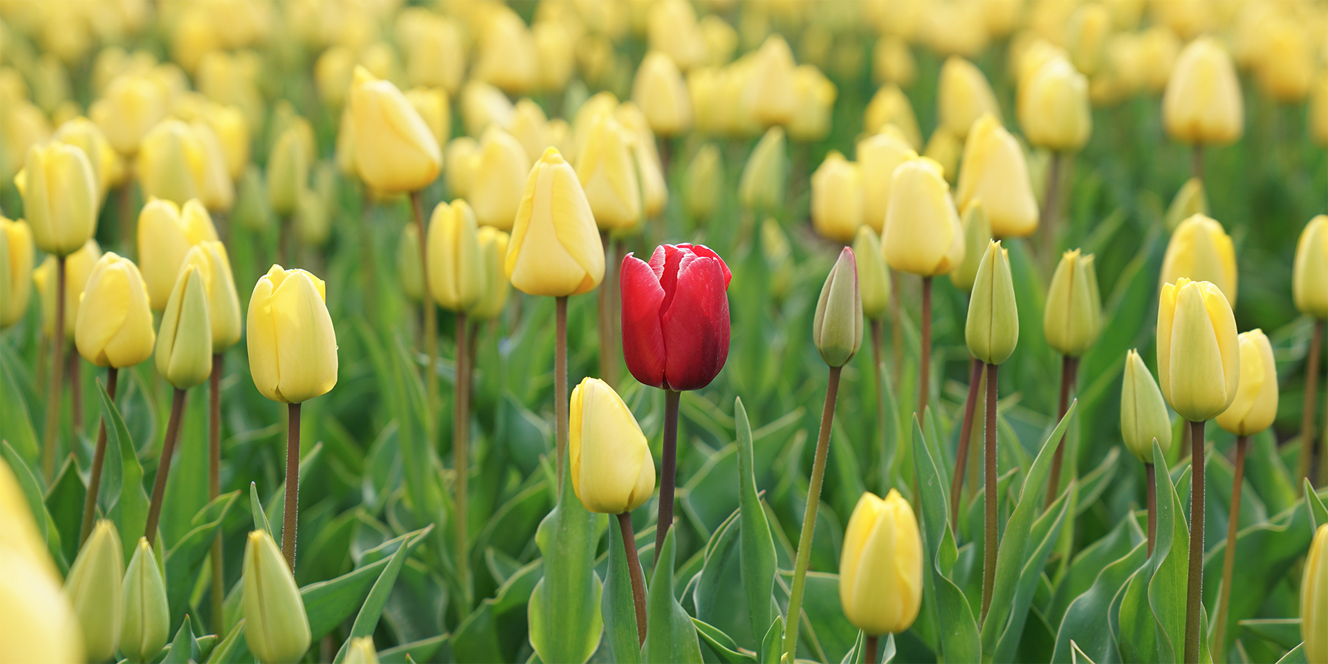 Red and yellow tulips in a field.