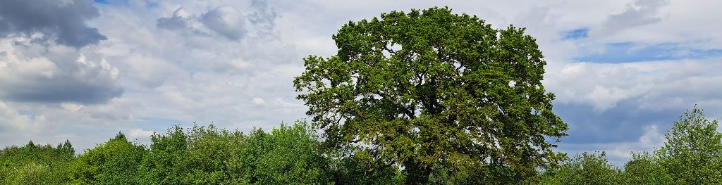 A tree in a hedgerow, with a blue sky scatted with clouds behind