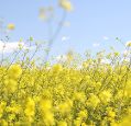 Yellow flowers in a sunny field