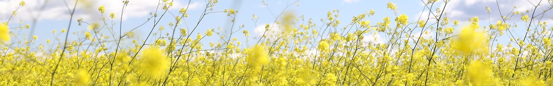When Does Spring Start Met Office