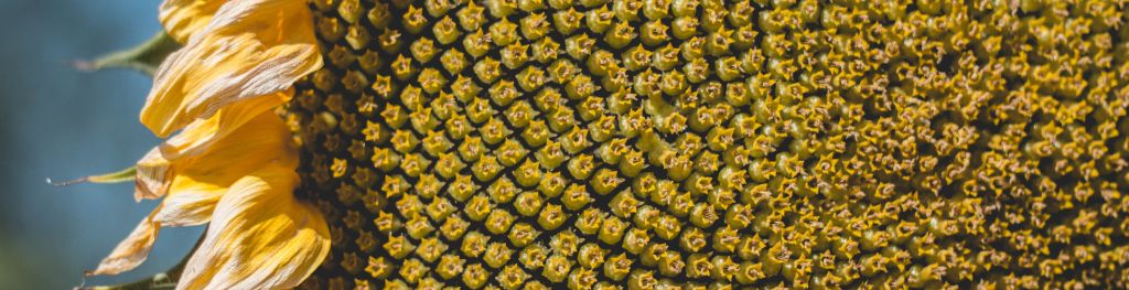 Close up of a sunflower