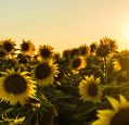 A field of sunflowers, flowers at camera height, with the sun shining low in the sky behind them.