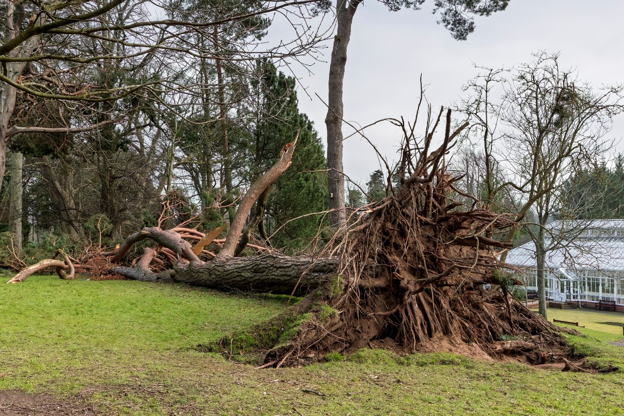Large tree uprooted and lying on the grass with broken branches.
