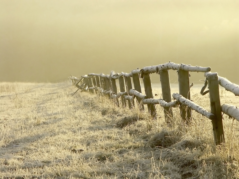 A frosty fence at a misty sunrise.