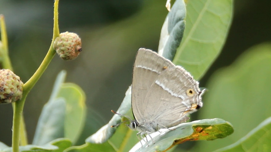 Purple hairstreak butterfly perched on a leaf in the Met Office grounds