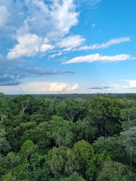 A view over the top of the trees in the Amazon Rainforest.