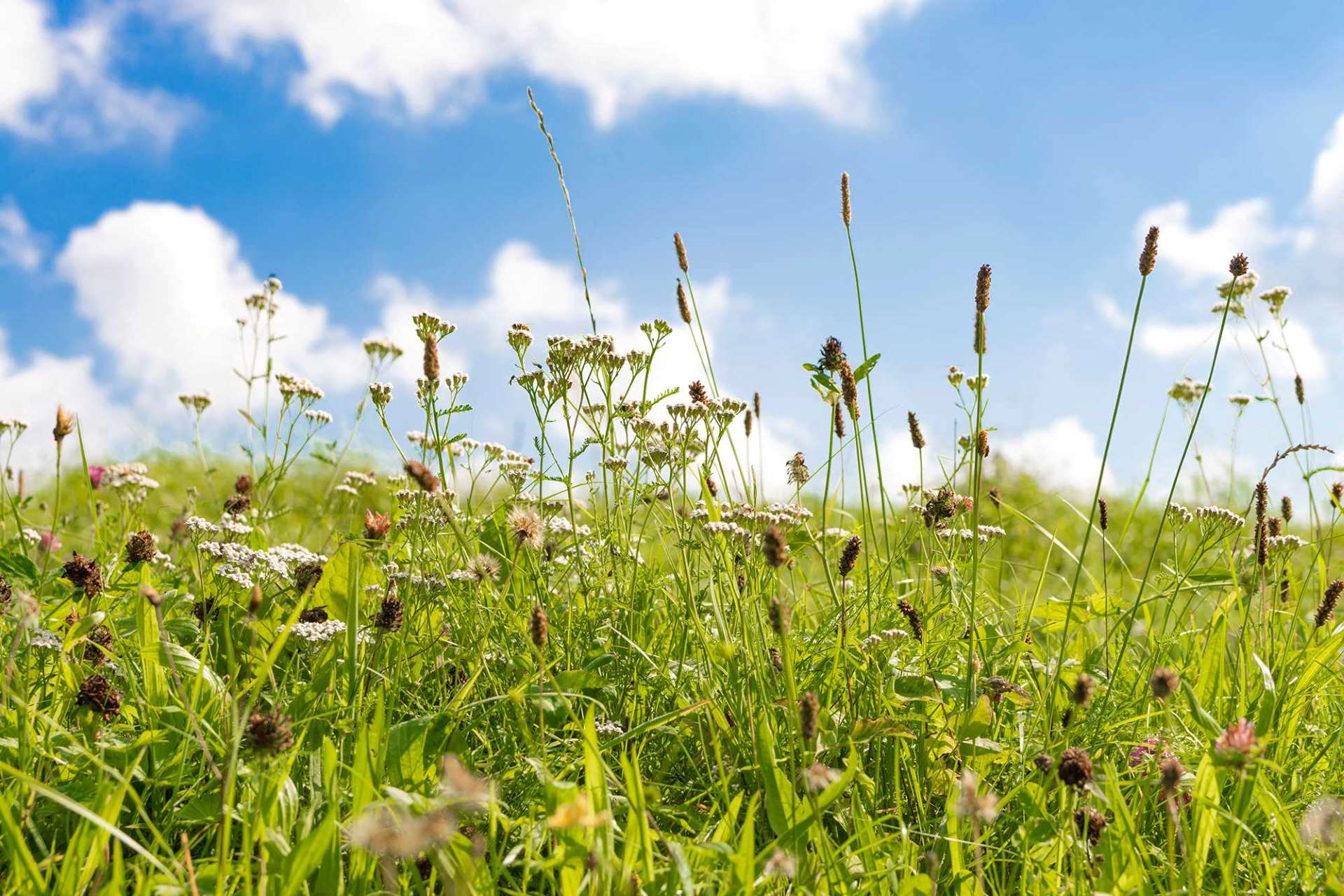 Close up of plants and tall grass in a meadow.