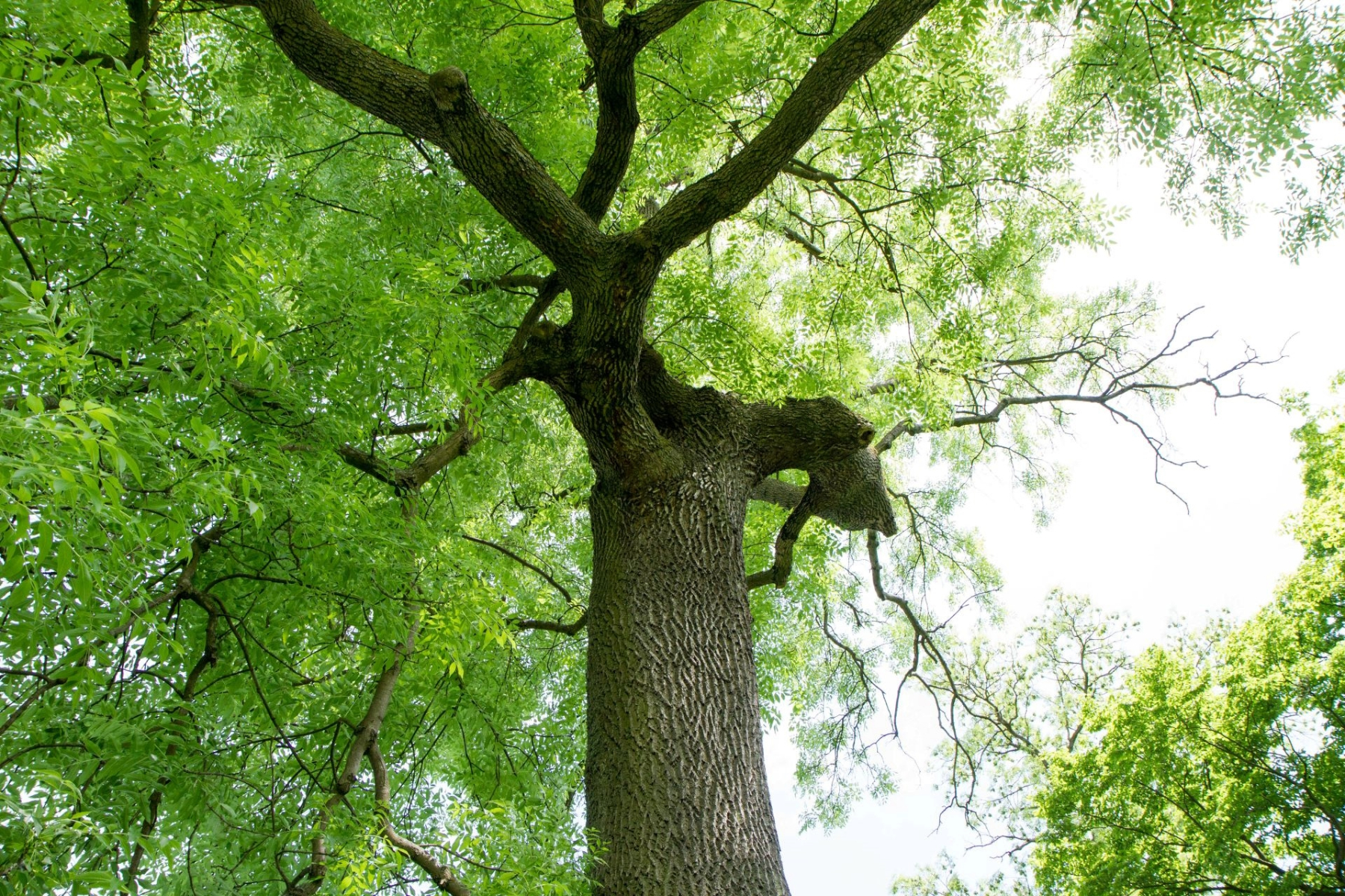 Photo from the ground looking up at the canopy of an Ash tree in leaf.