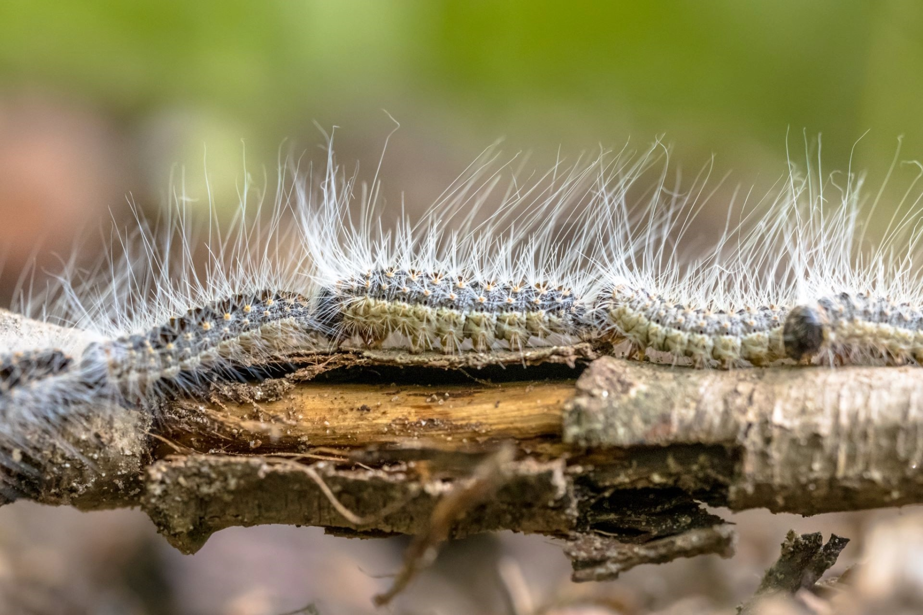 Oak processionary moth caterpillars on a twig with a blurred background.