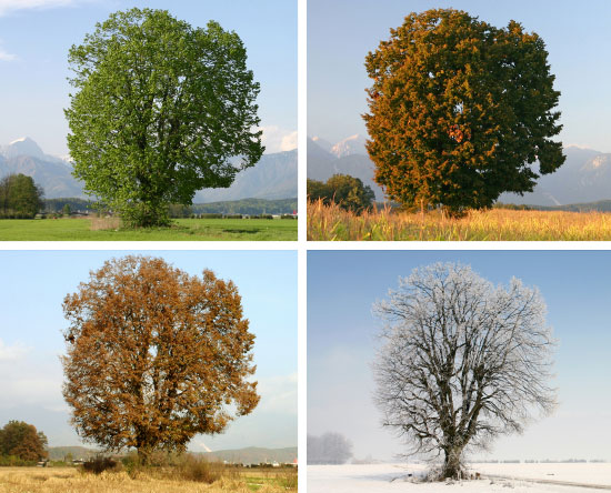 Four images of the same oak tree in different seasons showing the different leaf states, spring in top right in green leaf, summer top right slightly browned, autumn bottom left with orange leaves and winter bottom right with no leaves.
