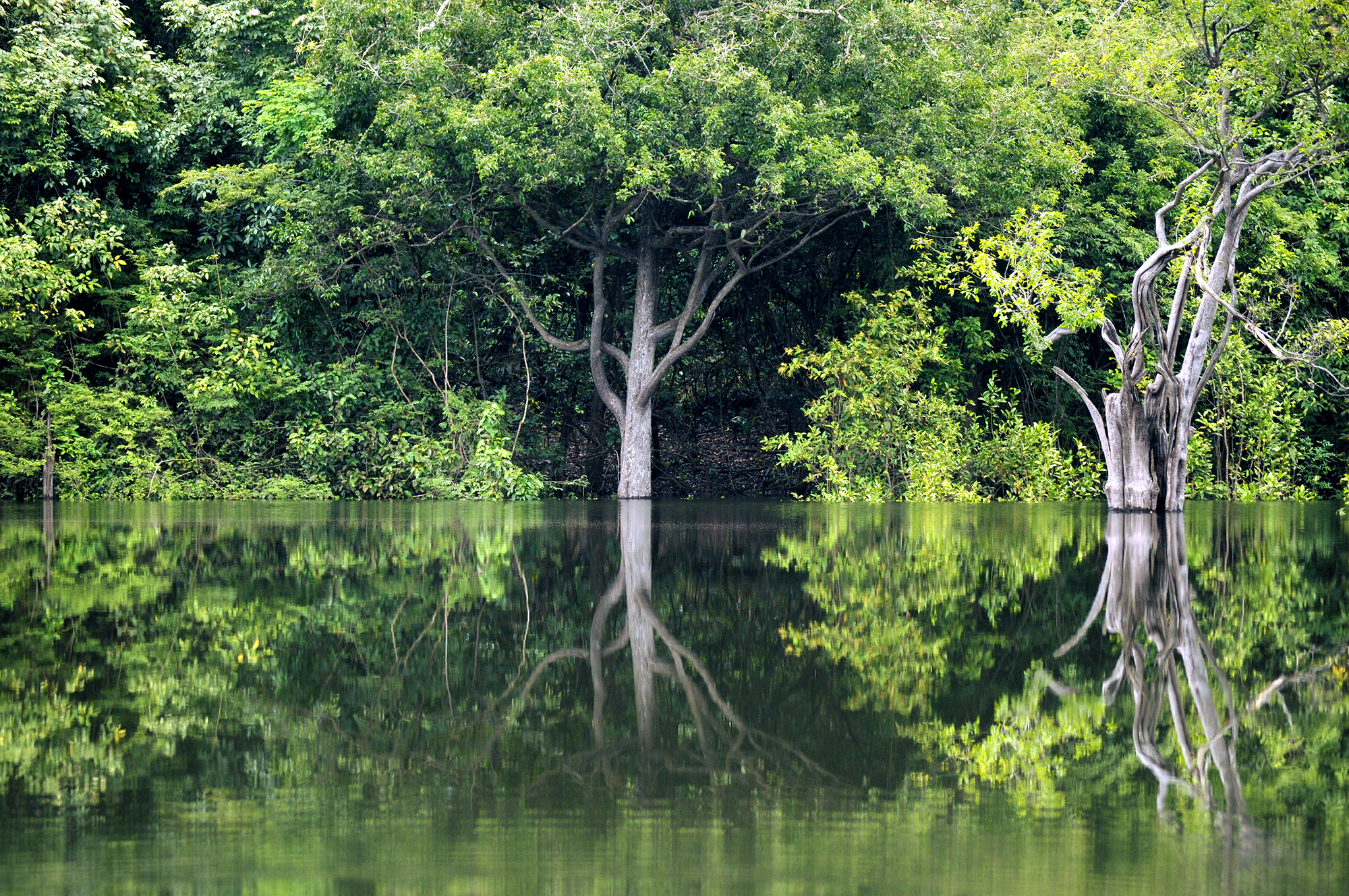 Trees with green leaves are shown surrounded by water of the Amazon river. The reflections of the trees can be seen in the water.