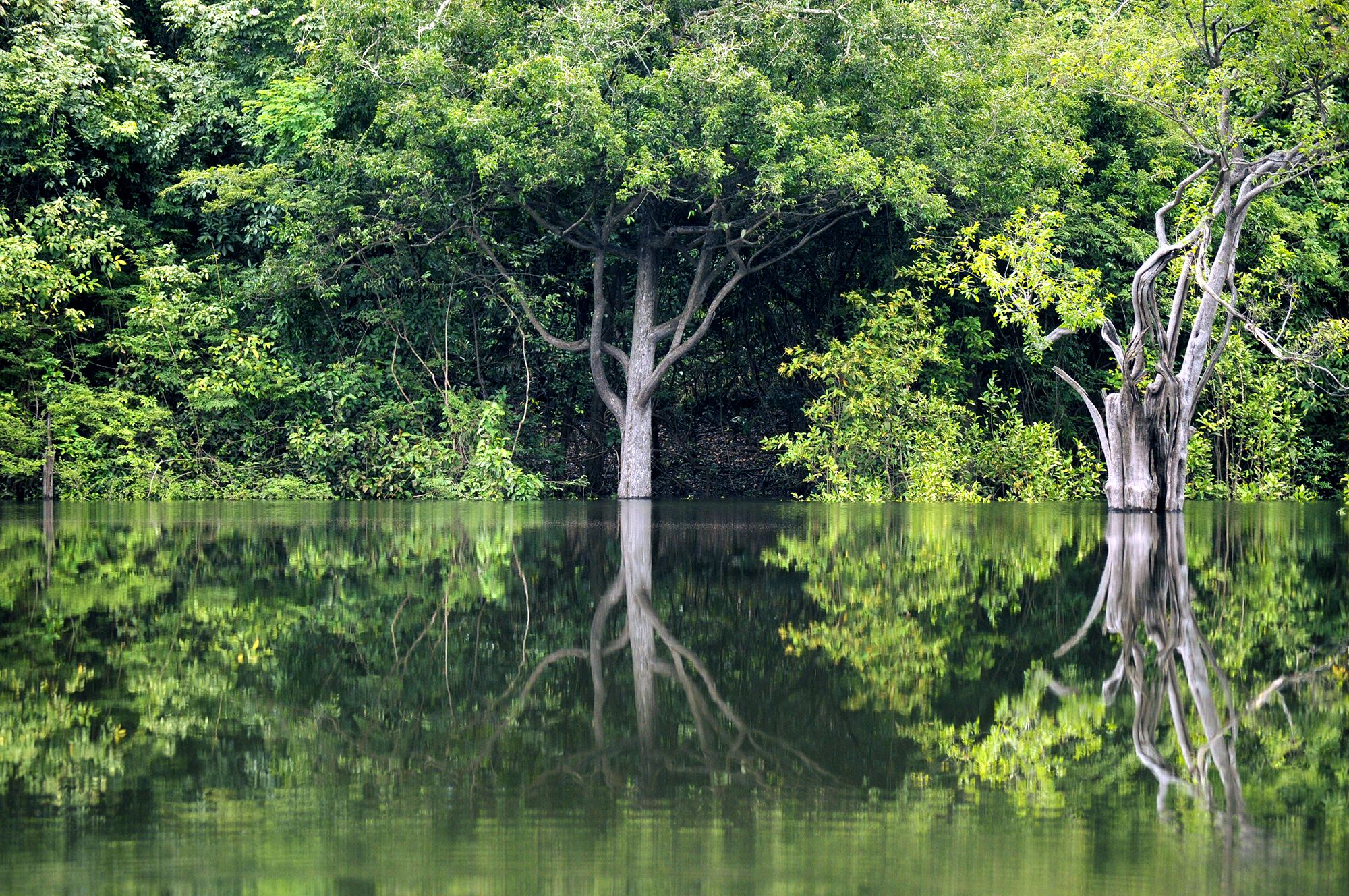 Decorative image showing the Amazon river and trees