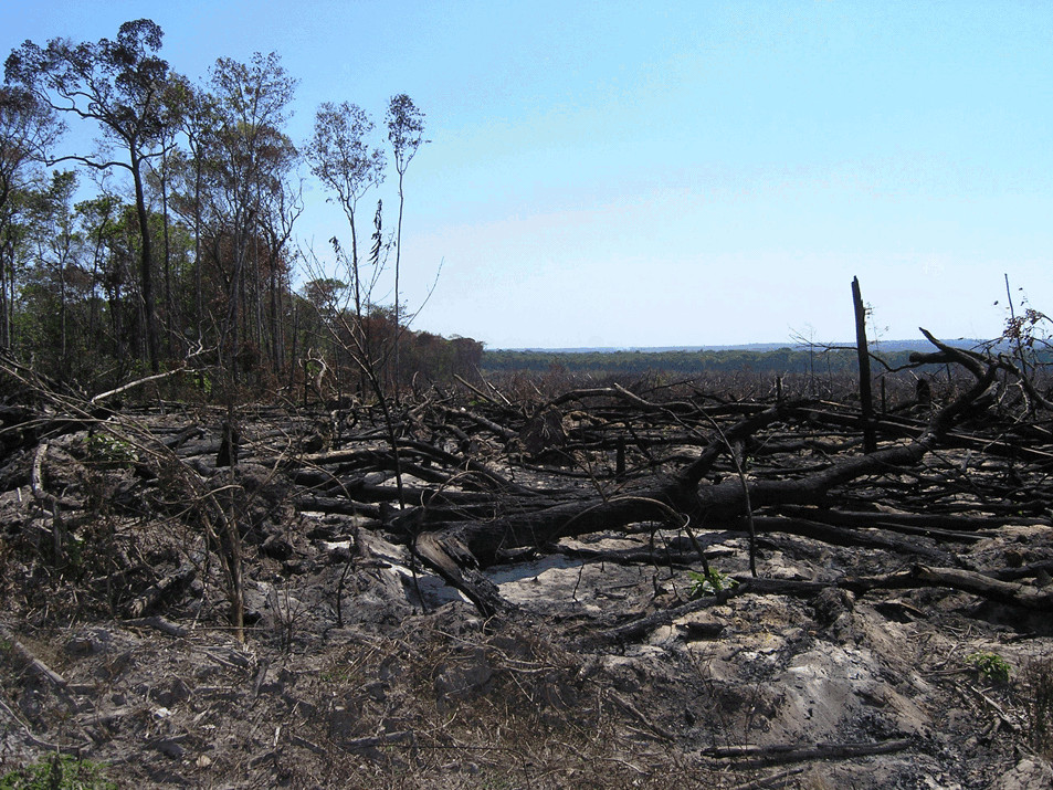 A photo of burnt trees after a fire in Mato Grosso, Brazil