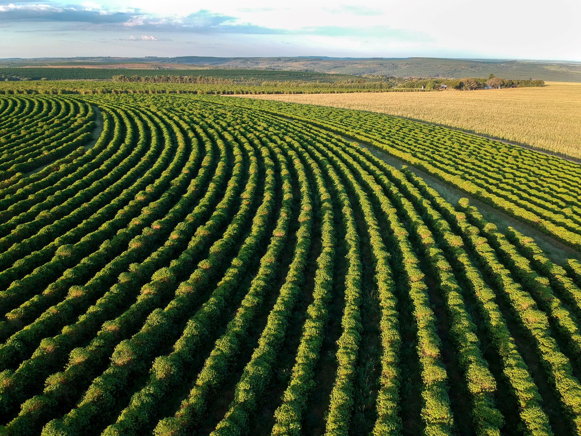 Decorative image showing an aerial view of coffee plants growing in a field in Brazil
