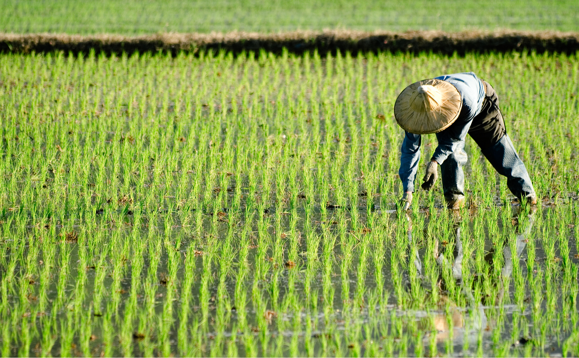 A farmer wearing a hat is bending down in a field of green crops.