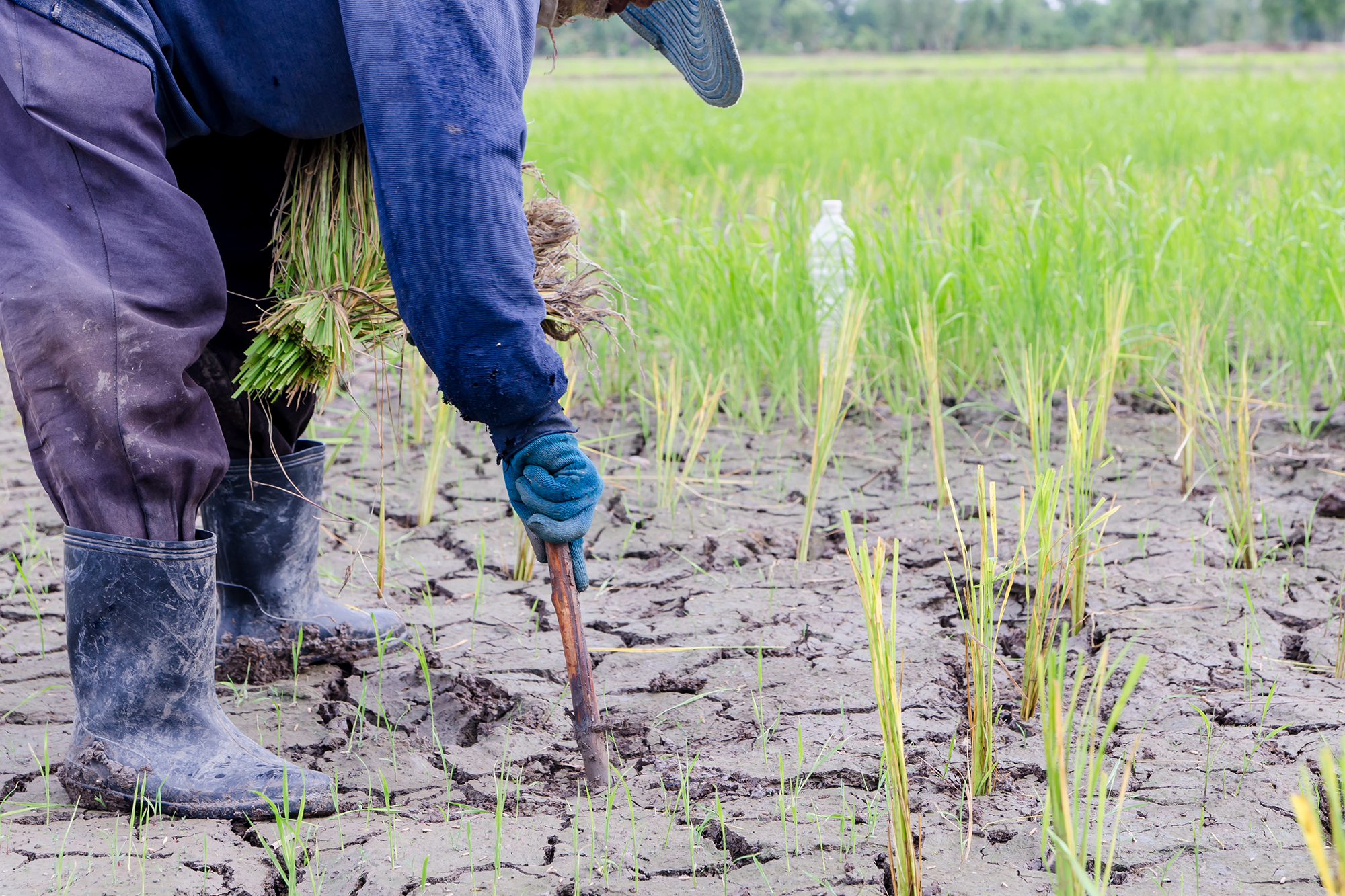 Decorative image showing a farmer planting crops in a field with dry cracks