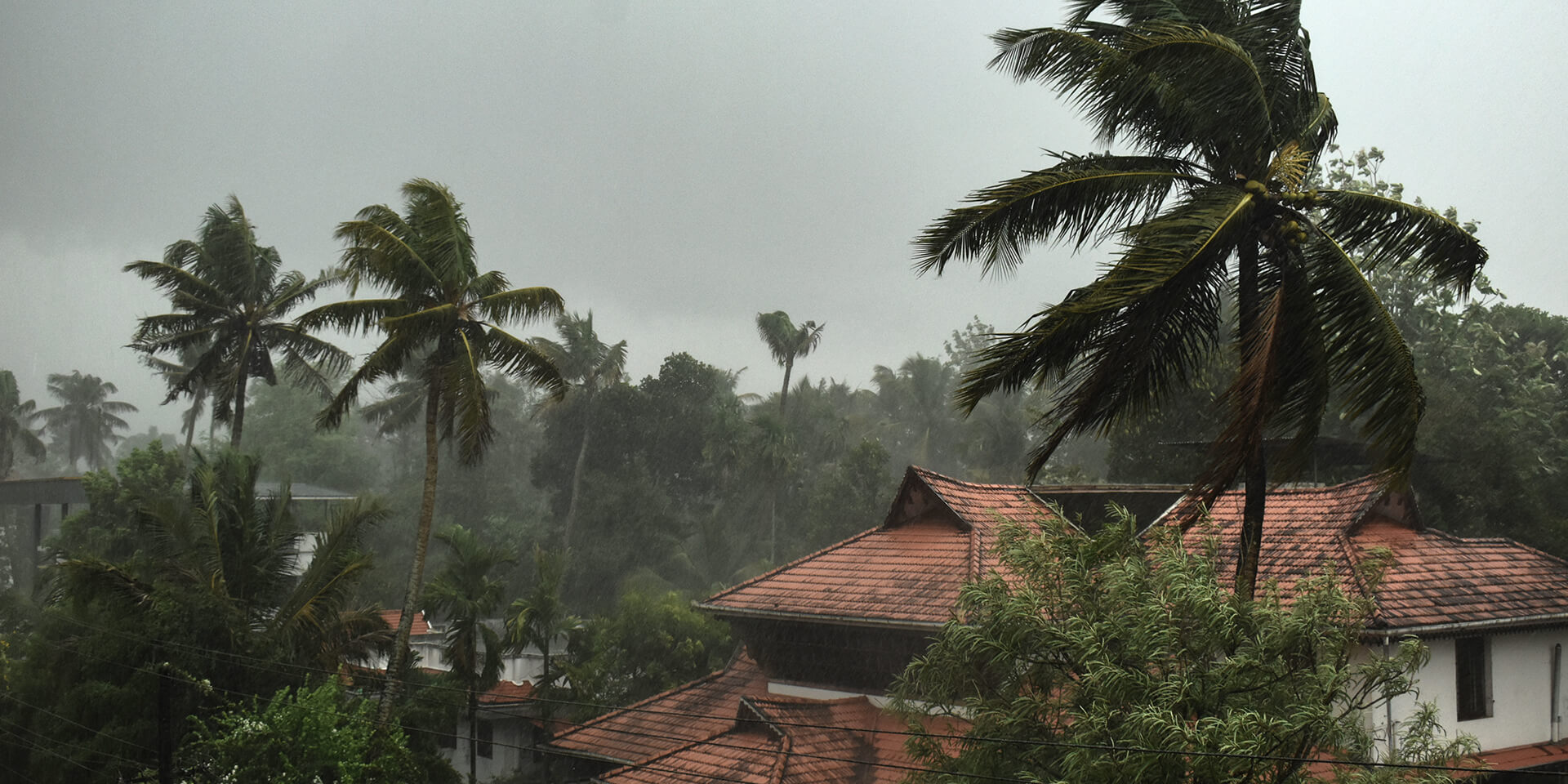 A photo of palm trees blowing in heavy wind with a grey sky and rain.