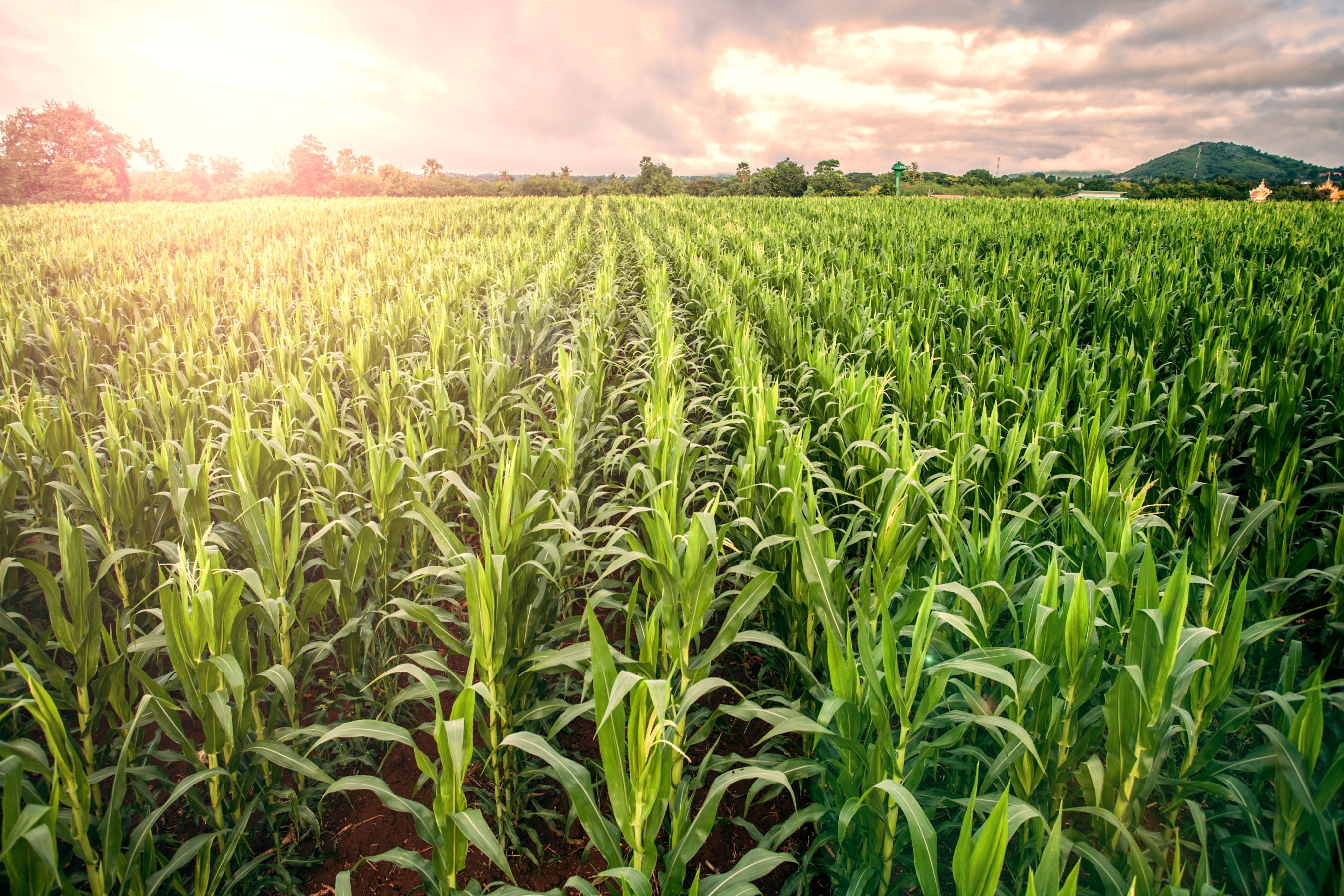 Decorative image of a field of maize with the sun setting