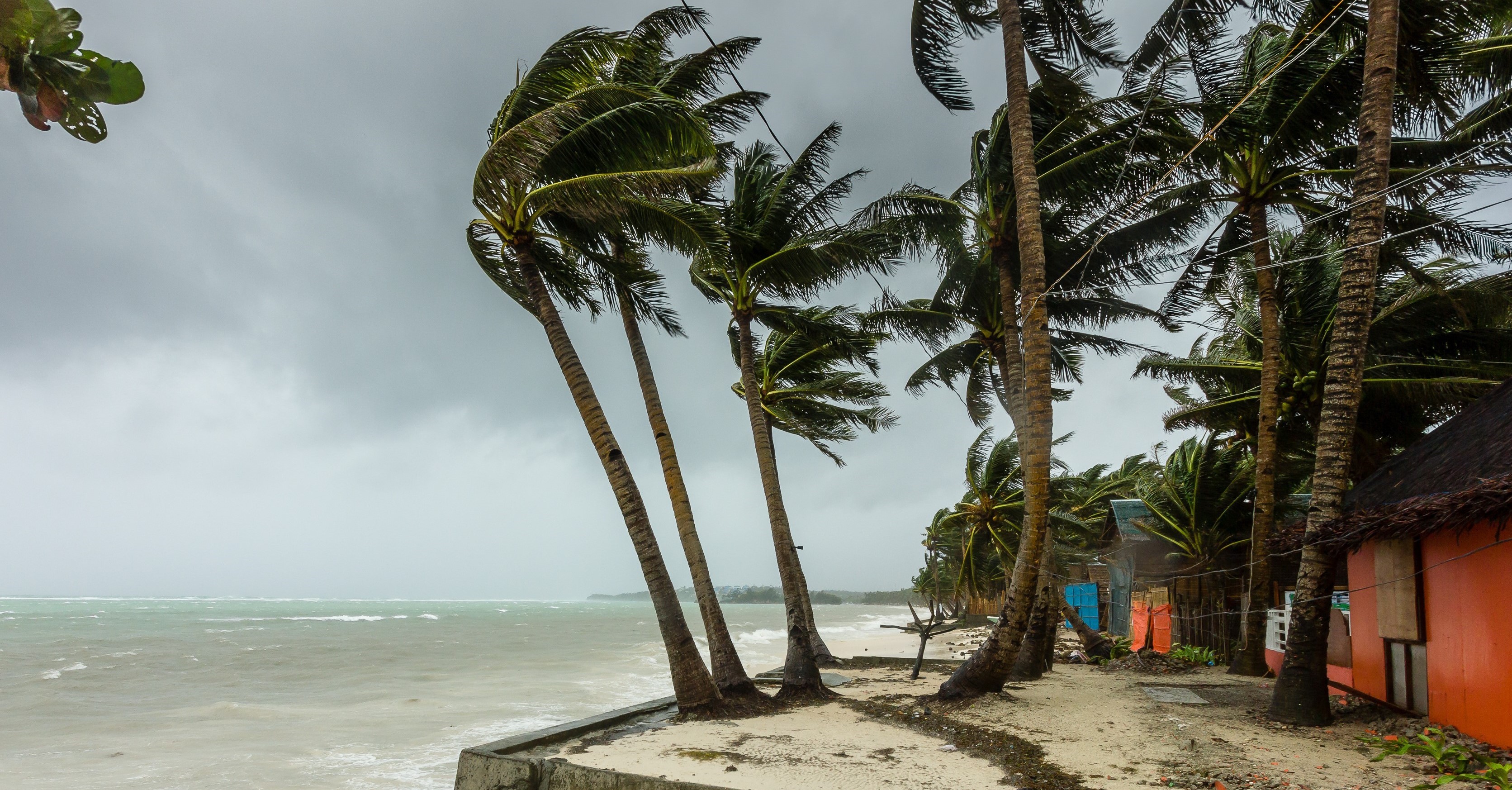 Palm trees blowing in the wind next to the sea