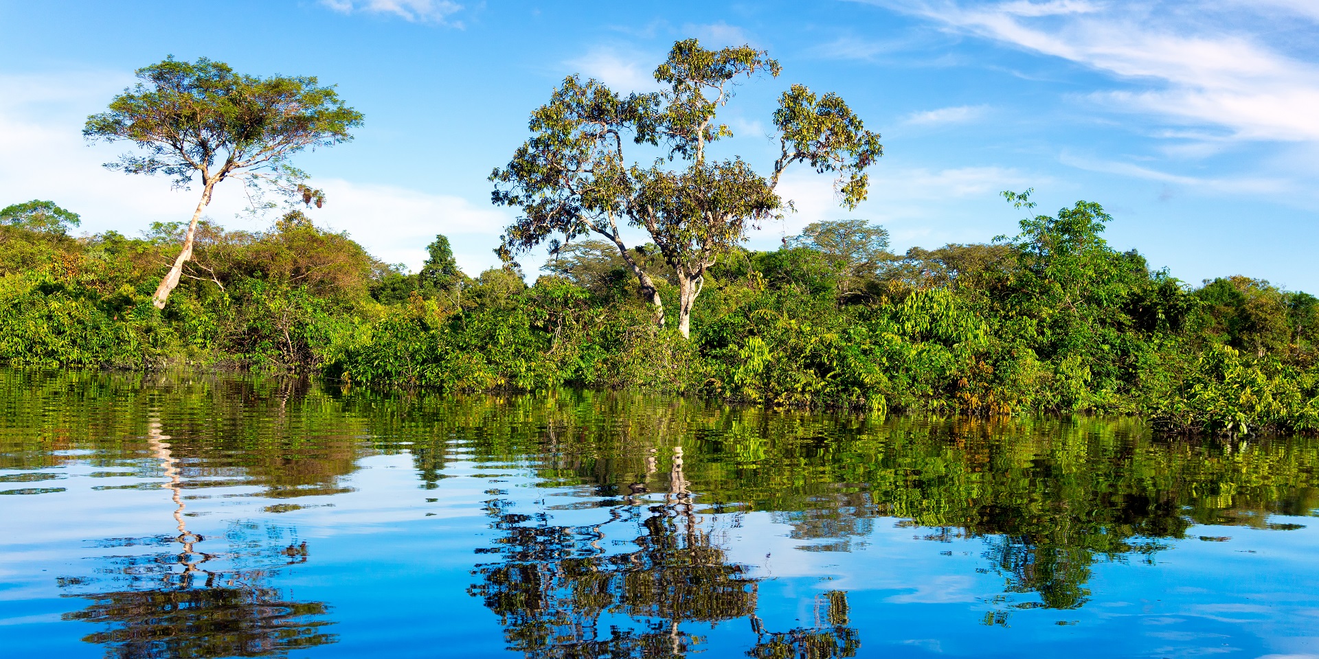 Amazon river and rainforest in Brazil