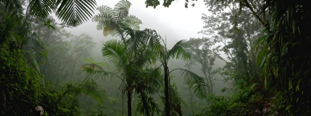 Misty forest during a tropical rainy season